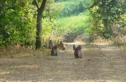 太行山猕猴自然保护区