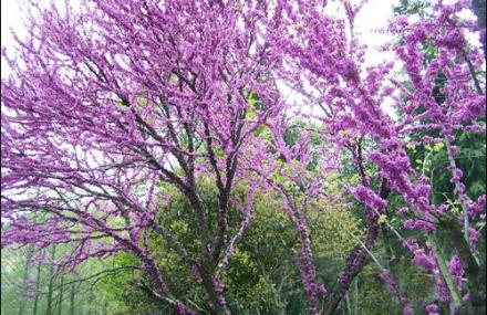 紫荆花园