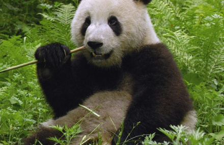 勿角大熊猫自然保护区