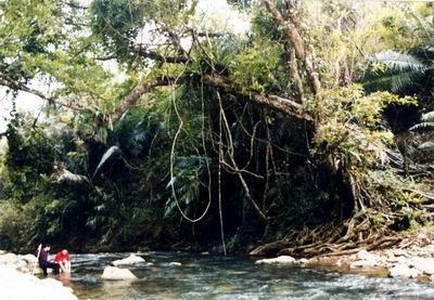个旧市绿水河热带雨林旅游度假区