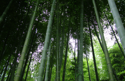 竹柳生态观光园